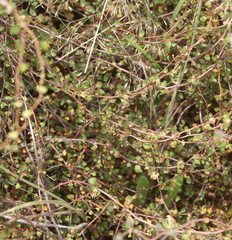 Muehlenbeckia complexa complexa