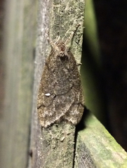 Paleacrita merriccata