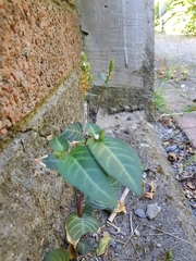 Lepidagathis inaequalis