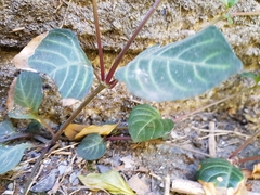 Lepidagathis inaequalis