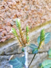 Lepidagathis inaequalis