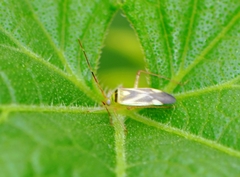 Adelphocoris fasciaticollis