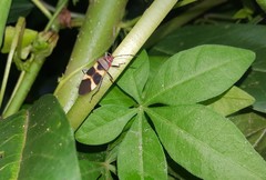 Oncopeltus unifasciatellus
