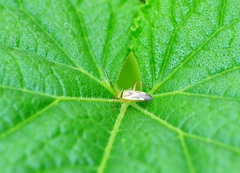 Adelphocoris fasciaticollis