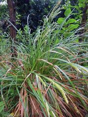 Carex forsteri
