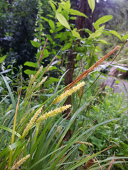 Carex forsteri