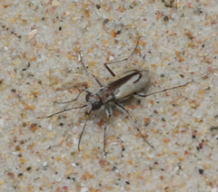 Zecicindela savilli