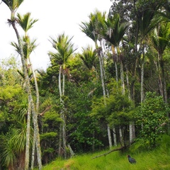 Porphyrio hochstetteri