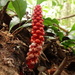 Balanophora laxiflora - Photo no rights reserved, uploaded by 葉子