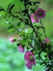 Anisodontea capensis
