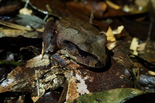 Mixophyes coggeri