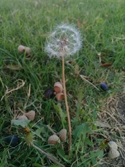 Taraxacum officinale