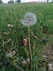 Taraxacum officinale