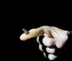 Litoria nasuta