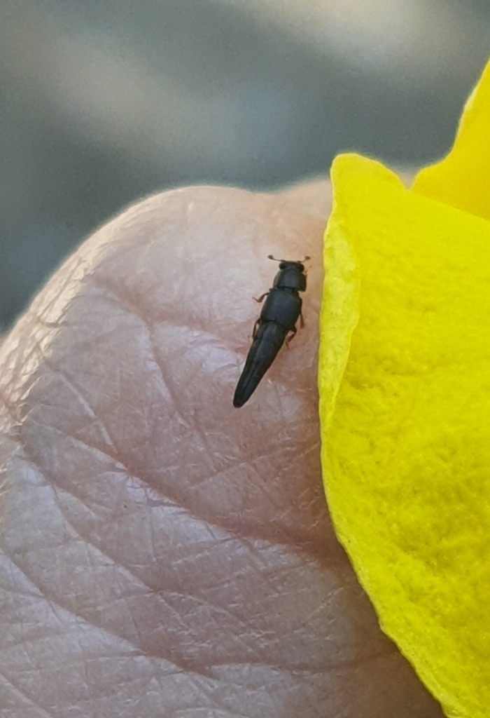 Conotelus from Aldeia dos Camarás, Camaragibe PE, 54789, Brazil on