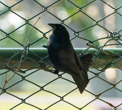 Ptiloxena atroviolacea