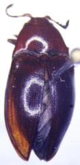 Elateridae