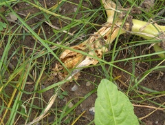 Eichlinia cucurbitae