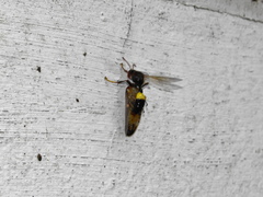 Ptyelus grossus