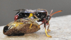 Ptyelus grossus