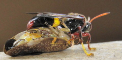 Ptyelus grossus