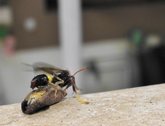 Ptyelus grossus