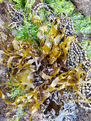 Pachymenia dichotoma