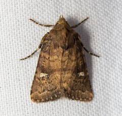 Pseudorthodes irrorata