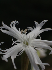 Silene fissipetala