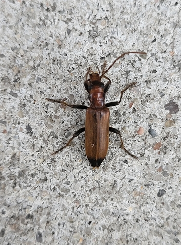 Wharf Borer photo 4
