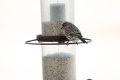 Haemorhous mexicanus