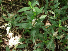 Floscopa scandens
