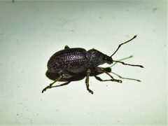 Otiorhynchus cribricollis