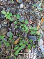 Cardamine dolichostyla