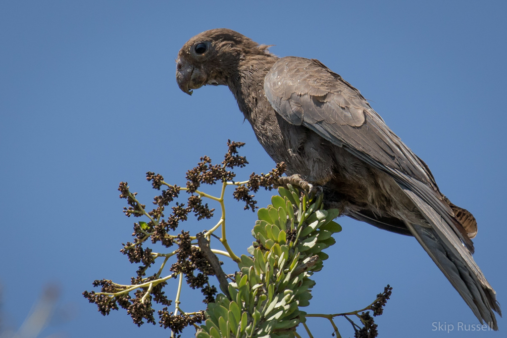 Lesser Vasa Parrot (Coracopsis nigra) photo
