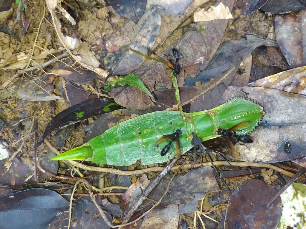 Hump-backed Stick-insect
