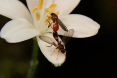 Sphegina