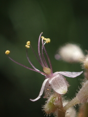 Floscopa scandens
