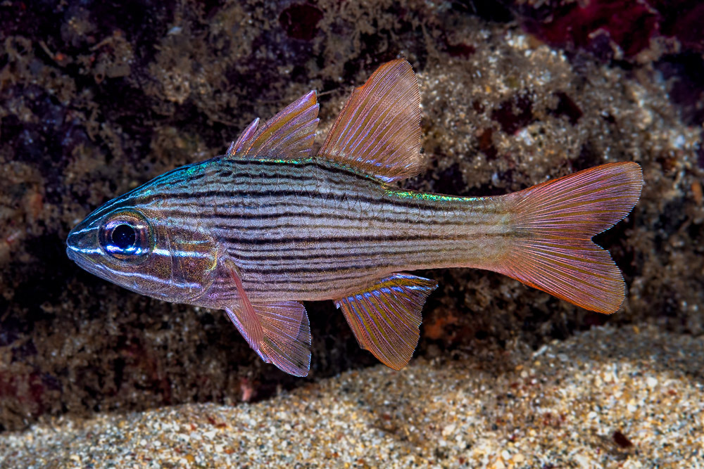 Many-Lined Cardinalfish