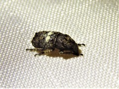 Toxonotus cornutus