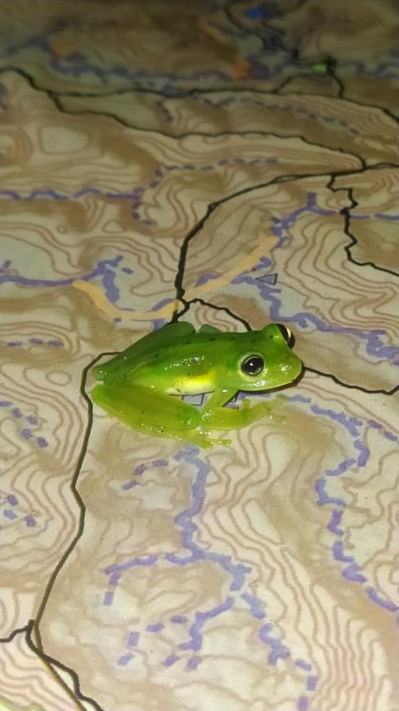 Rita's Glassfrog