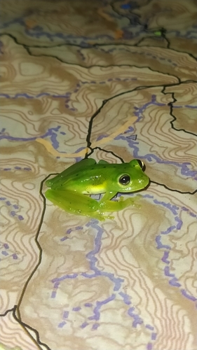 Rita's Glassfrog, Vitreorana ritae