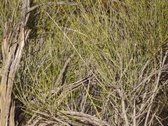 Ephedra trifurca