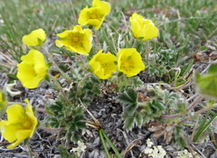 Potentilla subvahliana