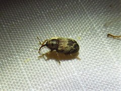 Lignyodes bischoffi