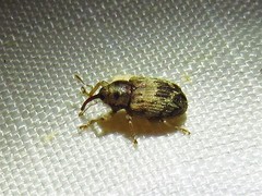 Lignyodes bischoffi
