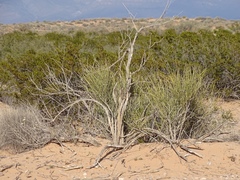 Ephedra trifurca