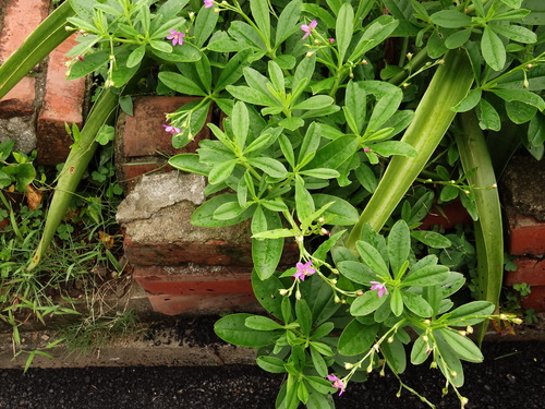 Philippine spinach