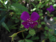 Heterocentron elegans