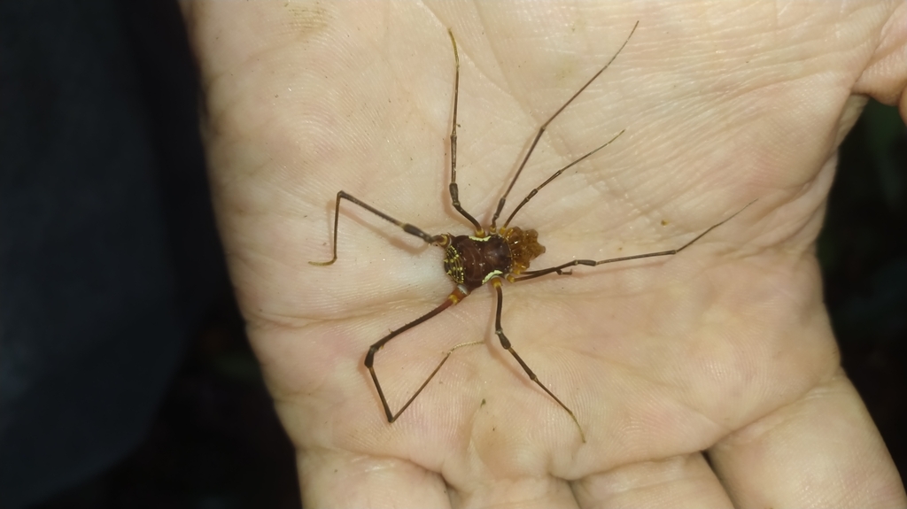 daddy longlegs